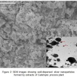 Figure 2: SEM images showing well-dispersed silver nanoparticles formed by extracts of Calotropis procera plant