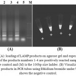 Figure 1a: loading of LAMP products on agarose gel and especial pattern of the products numbers 1-4 are positively reacted samples, 5 is negative control and (M) is the 100bp size ladder. (B) Visualization of LAMP products in PCR tubes using Ethidium bromide under UV. (-) shows the negative control.