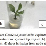 Figure 1: Initiation of shoots from Gardenia jasminoides explants on MS medium supplemented with TDZ + IAA at different concentrations: a) shoot tip explant, b) shoot initiation from shoot tip after 8 weeks, c) node explant, d) shoot initiation from node after 8 weeks of culture.