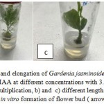 Figure 2: Multiplication and elongation of Gardenia jasminoides shoots on MS medium supplemented with TDZ+IAA at different concentrations with 3.0 mg/L GA3 after 8 weeks of culture: a) shoot multiplication, b) and c) different lengths of elongated shoots, d) in vitro formation of flower bud ( arrow).