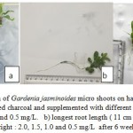 Figure 3: Root initiation of Gardenia jasminoides micro shoots on half strength MS medium containing 4.0 mg/L activated charcoal and supplemented with different concentrations of : a) IBA ; from left to right : 1.5 , 1.0, and 0.5 mg/L. b) longest root length ( 11 cm at 1.0 mg/L IBA ). c) NAA ; from left to right : 2.0, 1.5, 1.0 and 0.5 mg/L after 6 weeks of culture.