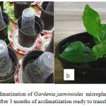 Figure 4 a: acclimatization of Gardenia jasminoides microplants in pots. b) hardened plant after 3 months of acclimatization ready to transfer to green house.