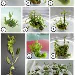 Figure 1a.j: Adventitious shoot organogenesis from different internode (mature and axenic) explants of P. foetida: