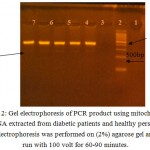 Figure 2: Gel electrophoresis of PCR product using mitochondrial DNA extracted from diabetic patients and healthy person , Electrophoresis was performed on (2%) agarose gel and run with 100 volt for 60-90 minutes.