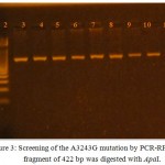Figure 3: Screening of the A3243G mutation by PCR-RFLP. PCR fragment of 422 bp was digested with ApaI.