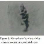 Figure 1: Metaphase showing sticky chromosomes in equatorial view