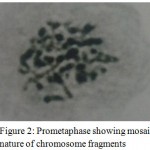 Figure 2: Prometaphase showing mosaic nature of chromosome fragments