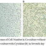 Figure 5: Increase of Cell Number in Co-culture without Cytokine (A) and in Co-culture with Cytokine (B) in Seventh day