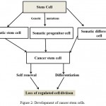 Figure 2: Development of cancer stem cells.