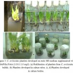 Figure 3: C. orchioides plantlets developed on static MS medium supplemented with BAP:Kn:NAA (1.0:0.1:1.0 mg/l). (a) Proliferation of plantlets from C. orchioides bulbils. (b) Plantlets developed in culture tubes. (c, d) Plantlets developed in culture bottles.