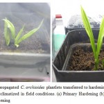 Figure 4: Micropropagated C. orchioides plantlets transferred to hardening process to make them acclimatized in field conditions. (a) Primary Hardening (b) Secondary Hardening