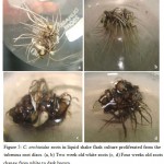 Figure 5: C. orchioides roots in liquid shake flask culture proliferated from the tuberous root discs. (a, b) Two week old white roots (c, d) Four weeks old roots change from white to dark brown.