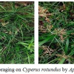 Graph 2: Foraging on Cyperus rotundus by Apis mellifera