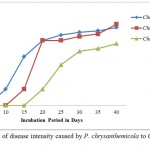 Figure 10: Percent of disease intensity caused by P. chrysanthemicola to Chrysanthemum sp. 1, 2 and 3