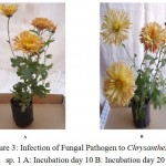 Figure 3: Infection of Fungal Pathogen to Chrysanthemum sp. 1 A: Incubation day 10 B: Incubation day 20