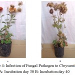 Figure 4: Infection of Fungal Pathogen to Chrysanthemum sp. 1 A: Incubation day 30 B: Incubation day 40