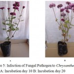 Figure 5: Infection of Fungal Pathogen to Chrysanthemum sp. 2 A: Incubation day 10 B: Incubation day 20