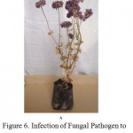 Figure 6: Infection of Fungal Pathogen to Chrysanthemum sp. 2 A: Incubation day 30