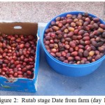 Figure 2: Rutab stage Date from farm (day 1)