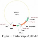 Figure 3: Vector map of pRA121