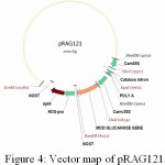 Figure 4: Vector map of pRAG121