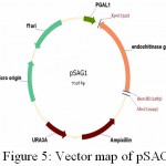 Figure 5: Vector map of pSAG1