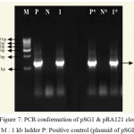 Figure 7: PCR conformation of pSG1 & pRA121 clones. M : 1 kb ladder P: Positive control (plasmid of pSGH2),