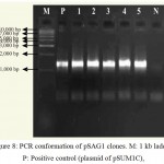 Figure 8: PCR conformation of pSAG1 clones. M: 1 kb ladder, P: Positive control (plasmid of pSUM1C),
