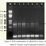 Figure 9: PCR conformation of pRAGS121 clones. M: 1 kb ladder P: Positive control (plasmid of pSAG1),