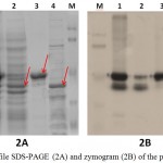 Figure 2: Profile SDS-PAGE (2A) and zymogram (2B) of the purified protein: