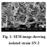 Figure 1: SEM image showing isolated strain SN-2.