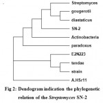 Figure 2: Dendogram indication the phylogenetic relation of the Streptomyces SN-2