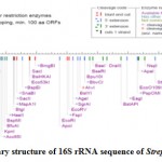 Figure 4: Secondary structure of 16S rRNA sequence of Streptomyces sp. SN-2.