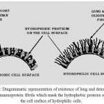 Figure 1: Diagrammatic representation of existence of long and dense layer of mannoprotein fibrils which mask the hydrophobic proteins on the cell surface of hydrophilic cells.
