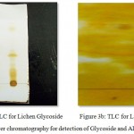 Figure 3a,b: Thin Layer chromatography for detection of Glycoside and Alkaloid compounds