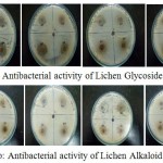 Figure 7a,b: Antibacterial activity of Lichen Glycoside and Alkaloid fractions at different concentrations