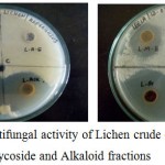 Figure 8: Antifungal activity of Lichen crude extract, Glycoside and Alkaloid fractions