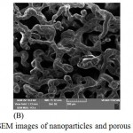 Figure 1: SEM images of nanoparticles and porous scaffolds.