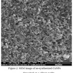 Figure 2: SEM image of as-synthesized CuNPs deposited on a silicon wafer.