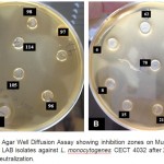 Figure 1: A and B: Agar Well Diffusion Assay showing inhibition zones on Mueller Hinton Agar medium (MHA) by LAB isolates against L. monocytogenes CECT 4032 after 24 h of incubation at 30°C after pH neutralization.