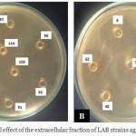 Figure 2: Antibacterial effect of the extracellular fraction of LAB strains against Listeria innocua