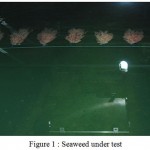 Figure 1: Seaweed under test