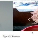 Figure 5: Seaweed