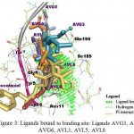 Figure 3: Ligands bound to binding site: Ligands AVG3, AVG4, AVG6, AVL3, AVL5, AVL8 and Docetaxel bound to the Bcl-2 protein within the same binding site are represented