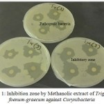 Figure 1: Inhibition zone by Methanolic extract of Trigonella foenum-graecum against Corynibacteria