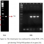 Figure 1a: The cloned gene was confirmed by colony PCR .1.5% Agarose gel showing 750 bp PCR product of stn gene (1b).