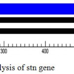 Figure 3: Open reading frame analysis of stn gene