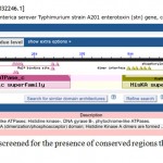 Figure 4: The sequence was screened for the presence of conserved regions that may exist within a family of gene
