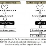 Figure 2: A proposed model for the contributions of MPK3, MPK6 & MPK4 associated with SA, JA& ET mediated defense response for Alternaria brassicae at early and late stage of infection.