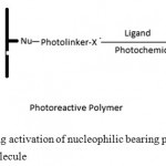 Figure 1: Scheme showing activation of nucleophilic bearing polymer for the immobilization of biomolecule